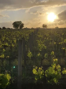 Chateau Franc Patarabet, saint-Emilion Grand Cru - la propriété