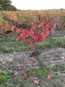 Une vigne à l'automne